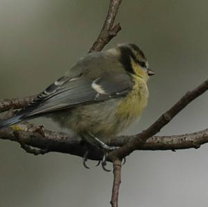 Blue Tit