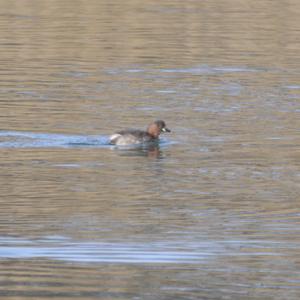 Little Grebe