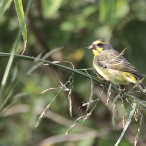 Yellow-fronted Canary