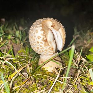 Gelber Knollenblätterpilz