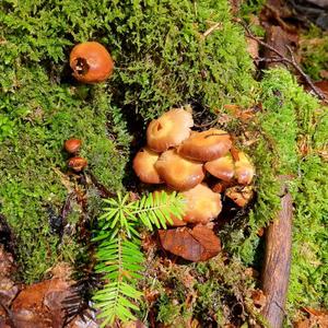 Changing Pholiota