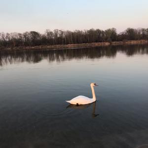 Mute Swan