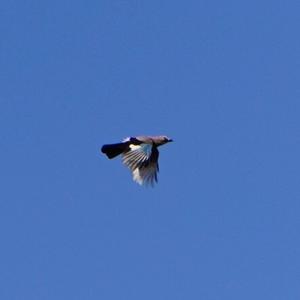 Eurasian Jay