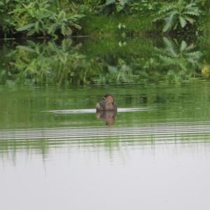 Little Grebe