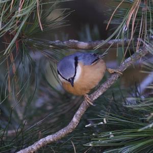 Wood Nuthatch