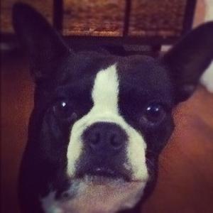 Boston Terrier