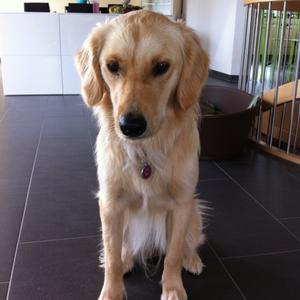 Unknown Breed