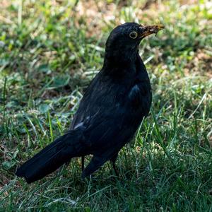 Eurasian Blackbird