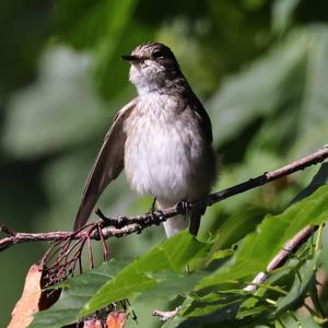 Spotted Flycatcher