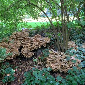 Black-staining Polypore