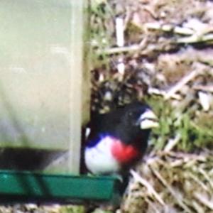 Rose-breasted Grosbeak