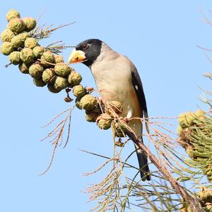 Yellow-billed Grosbeak