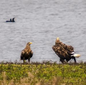 White-tailed Eagle