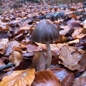 Cone Brittle-head