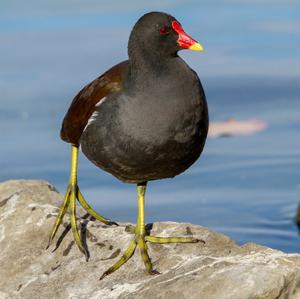 Common Moorhen