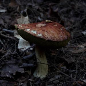 King Bolete