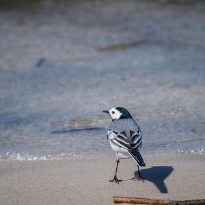 White Wagtail