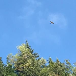 Northern Goshawk