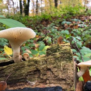 Trumpet Oyster Mushroom