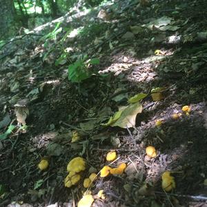 Chanterelle, Common