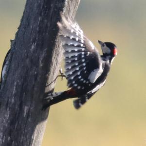 Great Spotted Woodpecker