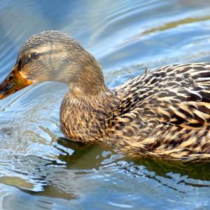 Mallard