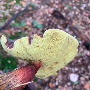 Red-cracked Bolete