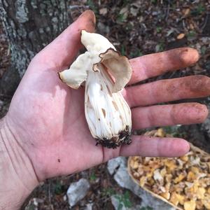 Fluted White Helvella