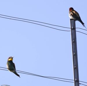 European Bee-eater