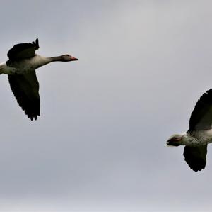 Greylag Goose