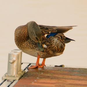 Mallard