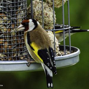 European Goldfinch