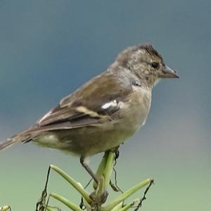 Eurasian Chaffinch