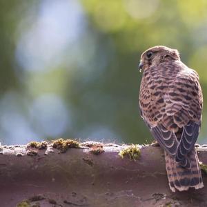 Common Kestrel