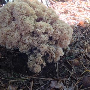 Eastern Cauliflower Mushroom