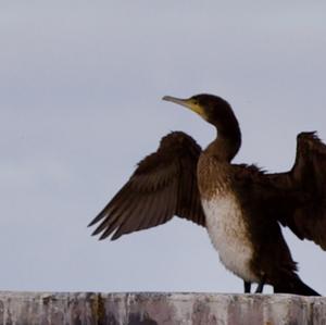 Great Cormorant