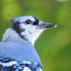 Blue Jay