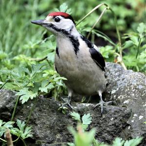 Great Spotted Woodpecker