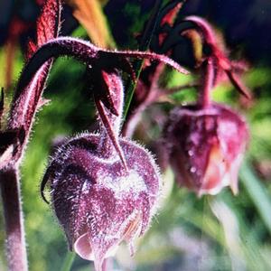 Water Avens