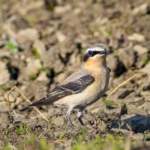 Northern Wheatear