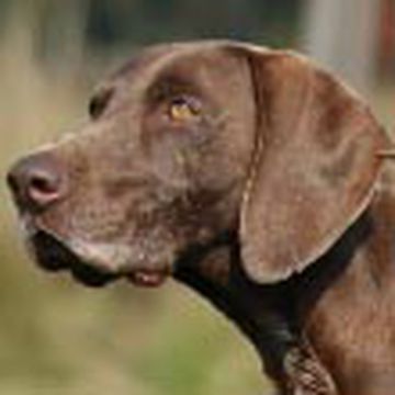 Pointer (German Shorthaired)