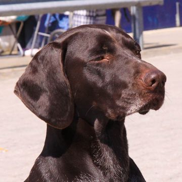 Pointer (German Wirehaired)