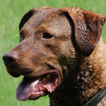 Retriever (Chesapeake Bay)