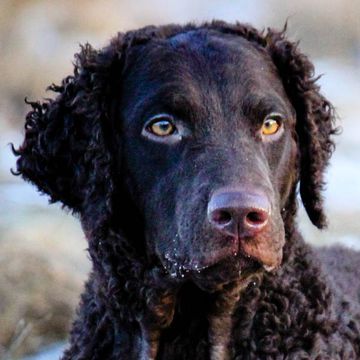 Retriever (Curly Coated)