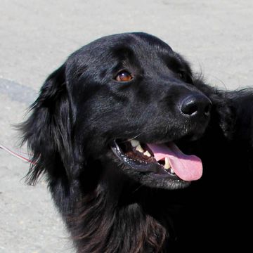 Retriever (Flat-Coated)