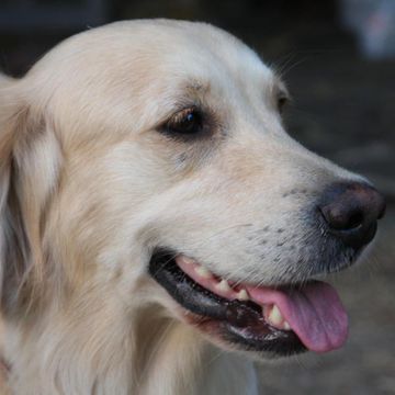 Retriever (Golden)