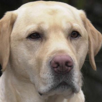 Retriever (Labrador)