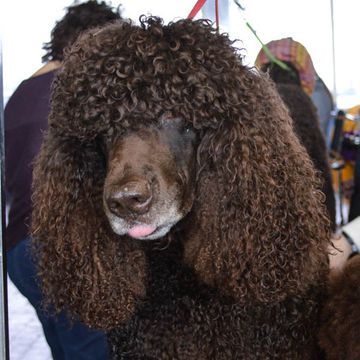 Retriever (Nova Scotia Duck Tolling)