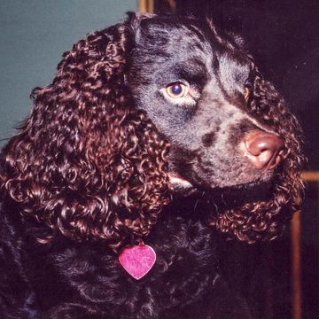 Spaniel (American Water)