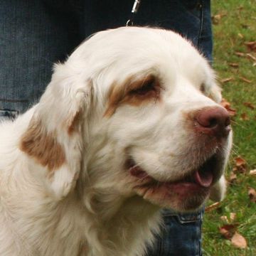 Spaniel (Clumber)